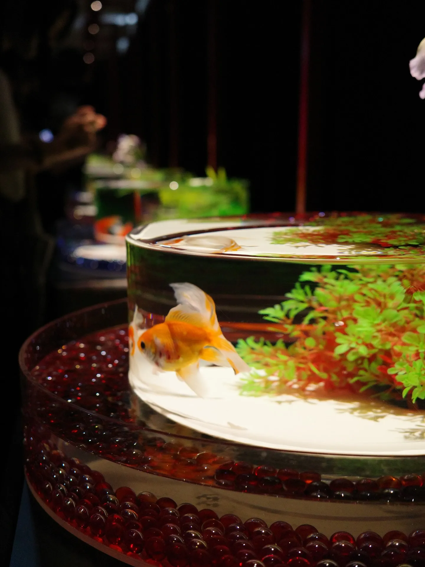 アートアクアリウム展名古屋2025