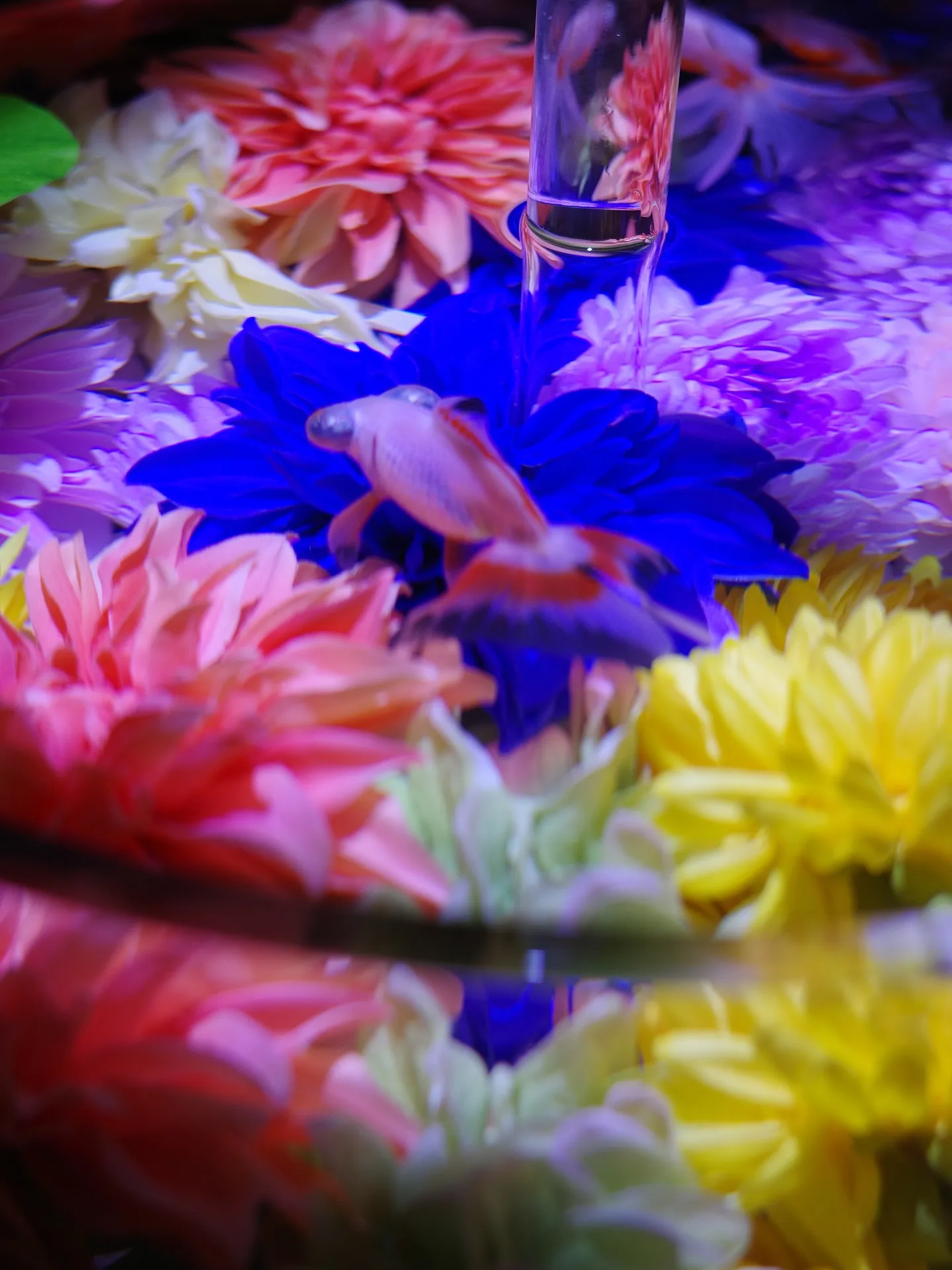 アートアクアリウム展名古屋2025