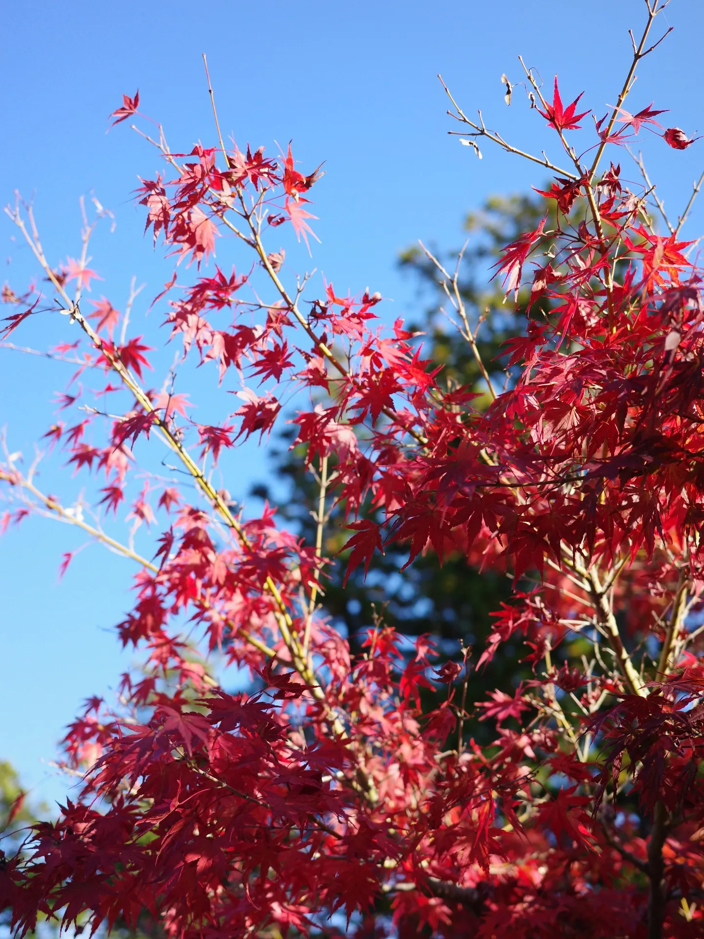 法多山尊永寺　和傘アート