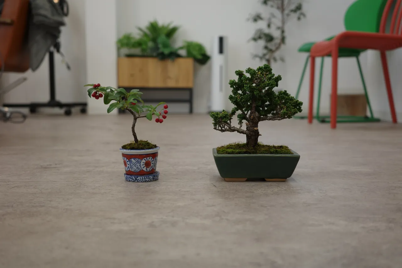 盆栽