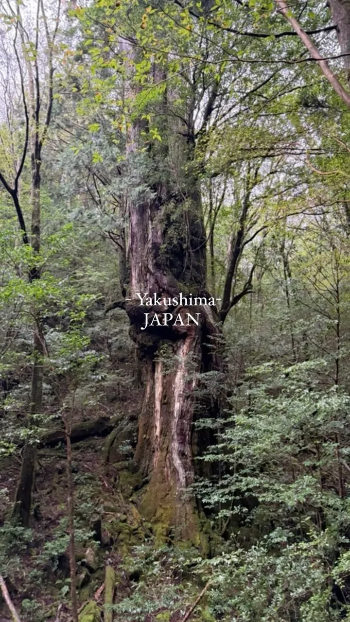 屋久島　縄文杉トレッキング